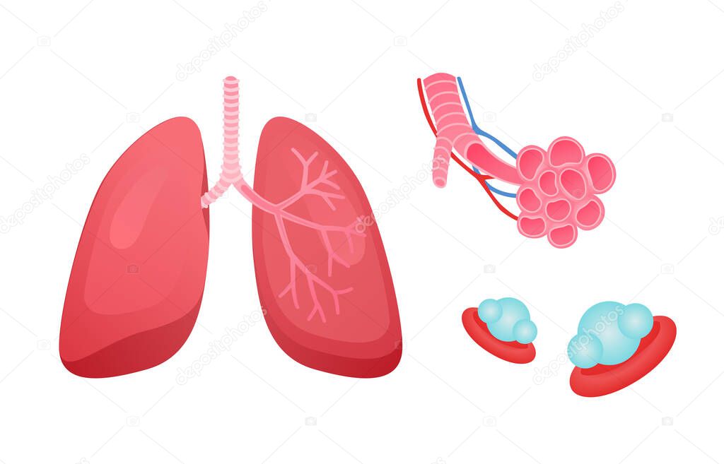human respiratory system lung structure pulmonary bronchioles and alveoli with capillary network white isolated background flat style vector design