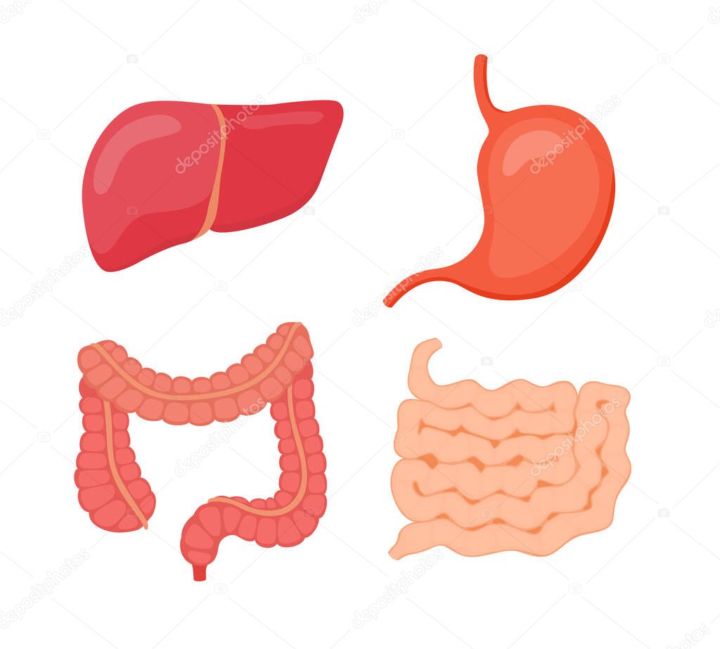 digestive organ liver stomach large intestine small intestine white isolated background flat style vector design