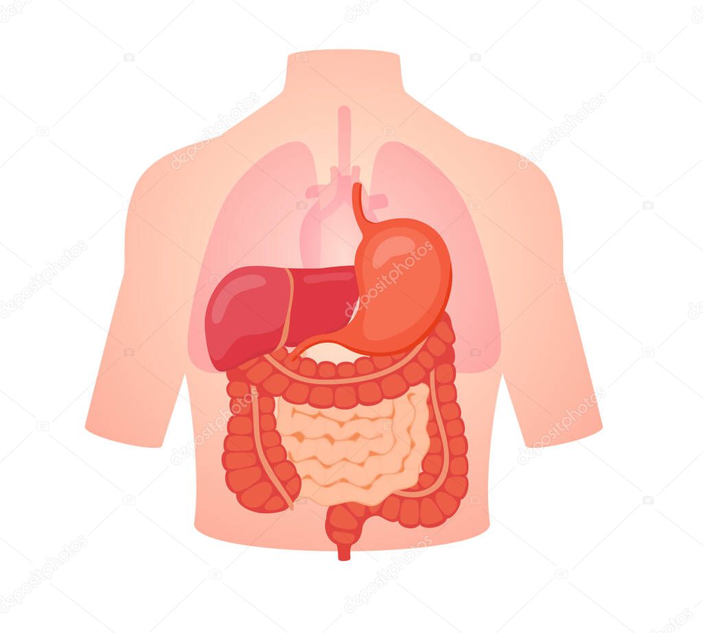 digestive biology anatomy organ small intestine large intestine liver stomach position in body transparent lung heart white isolated background flat style vector design