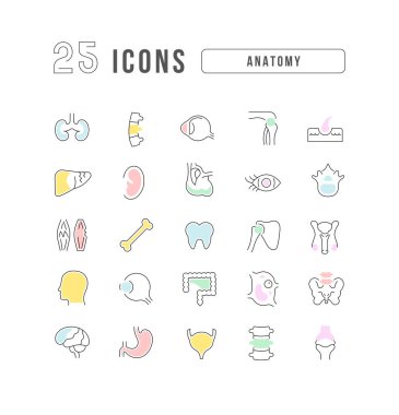 Anatomi. Web tasarımı, uygulama ve en modern projeler için son derece ince simgelerin toplanması. Kategori Tıp için işaretler kitiName.