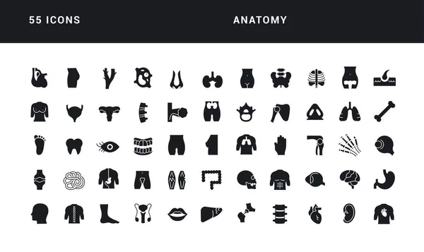 Anatomy Collection Perfectly Simple Monochrome Icons Web Design App Most — Stock Vector