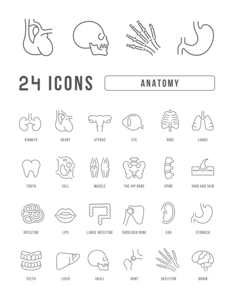 Anatomie Sammlung Perfekt Dünner Icons Für Webdesign App Und Die — Stockvektor