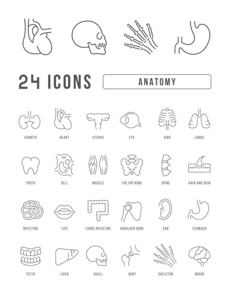 Anatomy. Collection of perfectly thin icons for web design, app, and the most modern projects. The kit of signs for category Medicine.