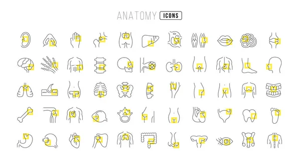 Anatomy Collection Perfectly Thin Icons Web Design App Most Modern — Stock Vector