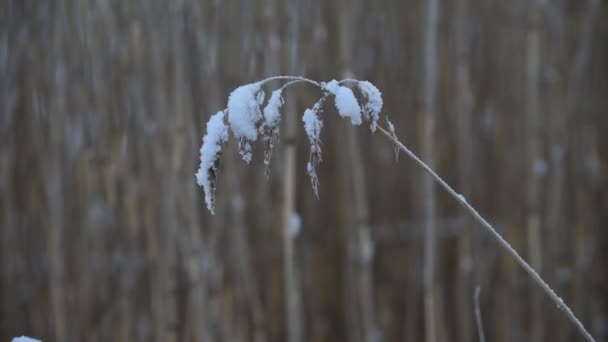 2021年1月の間にスウェーデンのバルト海によって風とともに動く雪で藁 — ストック動画