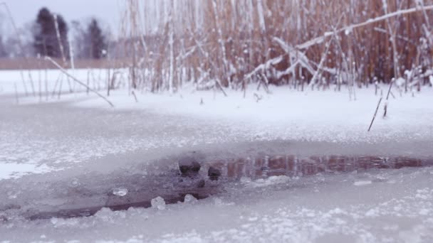 Persona Que Camina Sobre Hielo Débil Camina Través Del Hielo — Vídeos de Stock