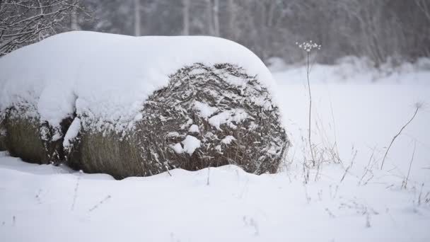 Hooibalen Die Een Veld Staan Tijdens Een Besneeuwde Winterdag Het — Stockvideo