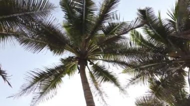 Afrika, Accra Gana Batı Afrika 'da mavi gökyüzüne karşı palmiye ağaçları