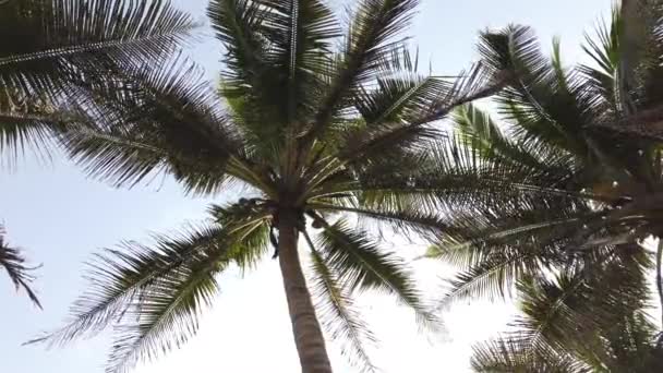 Pohon Palem Afrika Melawan Langit Biru Accra Ghana Afrika Barat — Stok Video