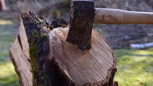 Hacha Cámara Lenta Que Corta Trozo Madera Del Bosque Sueco — Vídeos de Stock