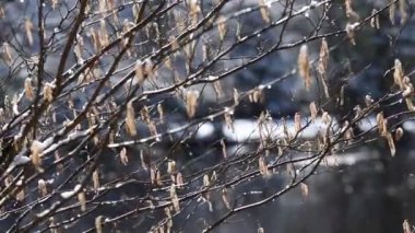 İsveç doğasında ilkbaharda asılı olan Aspen tohumları, bu klip Nisan ayı boyunca İsveç Vadisi nehri tarafından çekildi.