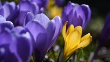 Crocus vernus (Crocus vernus), ördekgiller (Felidae) familyasından bir kuş türü. Resimde, bunlar Nisan ayında İsveç 'in orta kesiminde bir ağaç gövdesi etrafında yetişiyor.