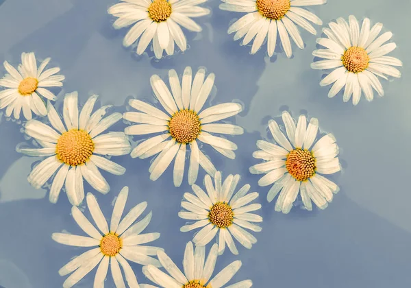 Flores Colarinho Estão Água Dia Verão Suécia Durante Mês Julho — Fotografia de Stock