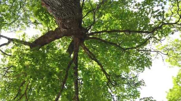 Maple Tree Swedish Sunny Summer Day Bottom Rotating Effect — Stock Video