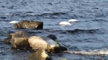 Baltık Denizi 'nin dibinden yiyen İsveç kıyılarındaki kuğular, film kuş yaşamının kağıt fabrikasının yanında nasıl olduğunu gösteriyor ve bu yıl 2021' de çok sayıda kuğu oldu..