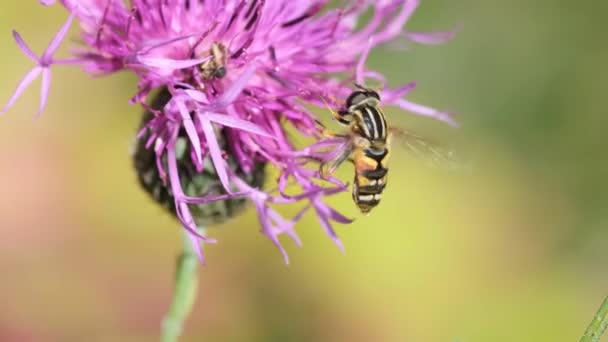 Mueva Mosca Flor Migra Hacia Norte Cada Primavera Gran Número — Vídeos de Stock