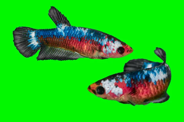 Dois Peixes Betta Nadando Juntos Siamese Fighting Fish Betta Splendens — Fotografia de Stock