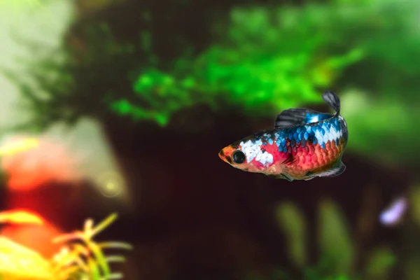 Pesce Betta Sott Acqua Nell Acquario Uno Sfondo Alghe Verdi — Foto Stock