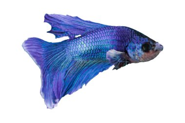 Betta Fish, Siyam Savaşçısı Fish, Betta Splendens beyaz arka planda izole edilmiş Fish on White Background, Multi-Color Siyam Fighting Fish. Betta Mandor, Dev Betta. Mavi Mor Beta Beyaz Ekran