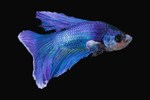 Betta Fish Siamese Fighting Fish Betta Splendens Ізольована Чорному Тлі — стокове фото