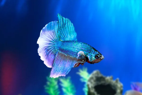 Betta Fisch Ist Unter Wasser Aquarium Vor Dem Hintergrund Von — Stockfoto