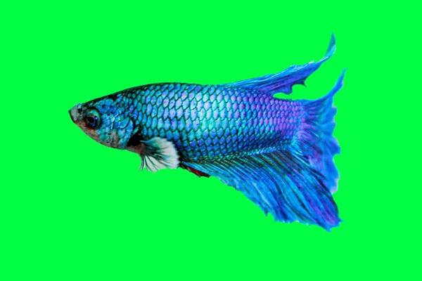 Концепція Водяних Тварин Betta Fish Siamese Fighting Fish Splendens Betta — стокове фото