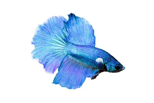 水生动物概念 贝塔鱼 暹罗战斗鱼 斑纹鱼 贝塔曼多鱼 大贝塔鱼 蓝紫色鱼 白色背景隔离鱼 适用于设计对象 — 图库照片
