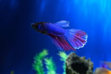 Su Hayvanları Konsepti: Akvaryumdaki beta balığı, yeşil alg zeminine karşı. Betta Splendens. Çok Renkli Süslü Siyam Dövüşçü Balığı. Mavi Kırmızı Mor Beta. Arkaplan için Uygun.