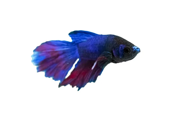 Концепция Водных Животных Betta Fish Blue Red Purple Fish Isolated — стоковое фото