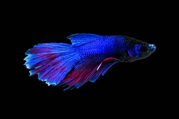 Водяна Тваринна Концепція Betta Fish Blue Red Purple Fish Isolated — стокове фото