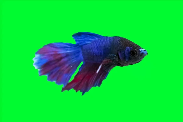 水の動物の概念 Betta魚 青赤紫魚 緑の色の背景に隔離された デザインストックオブジェクト シアメーズファイティングフィッシュ スプレンダー ベッタマンダー ジャイアントベータ カットアウトに適しています — ストック写真