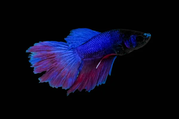Koncepcja Zwierząt Wodnych Betta Fish Blue Red Purple Fish Izolowane — Zdjęcie stockowe