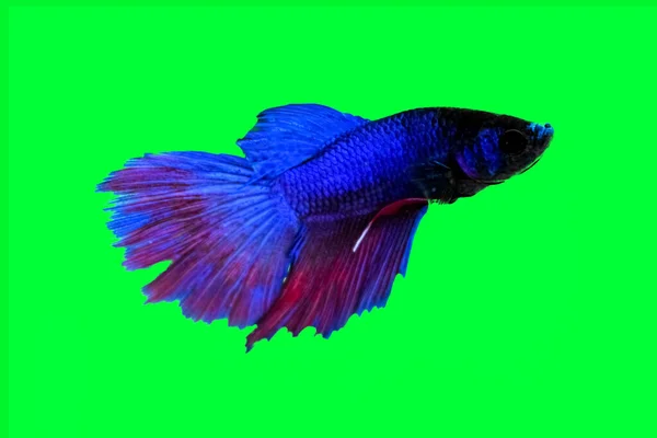 Water Animal Concept Betta Fish Blue Red Purple Fish Terisolasi — Stok Foto