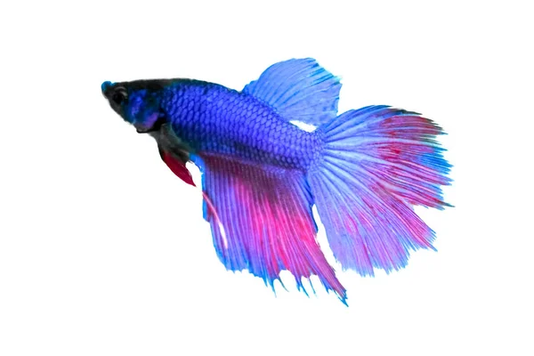 Concepto Animal Acuático Betta Fish Blue Red Purple Fish Aislado — Foto de Stock