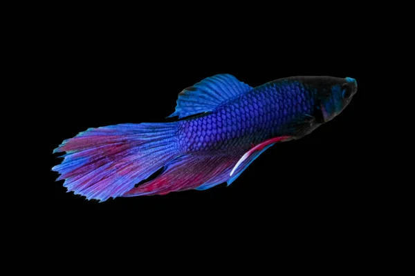 Concepto Animal Acuático Betta Fish Blue Red Purple Fish Aislado — Foto de Stock