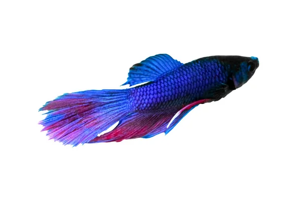 Water Animal Concept Betta Fish Blue Red Purple Fish Isolated — 스톡 사진