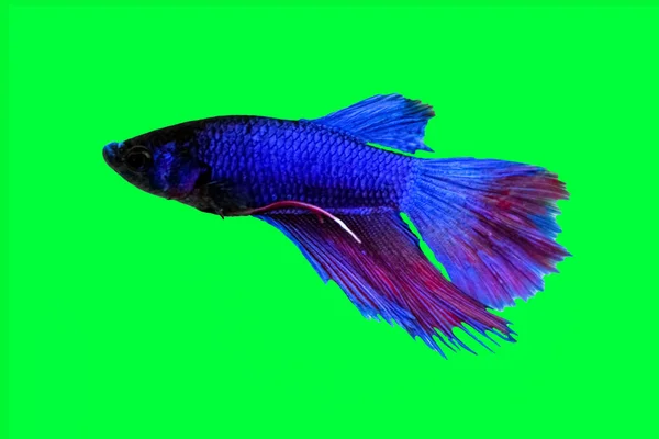 Концепція Водяних Тварин Betta Fish Blue Red Purple Fish Isolated — стокове фото