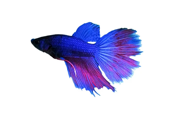 Concepto Animal Acuático Betta Fish Blue Red Purple Fish Aislado — Foto de Stock