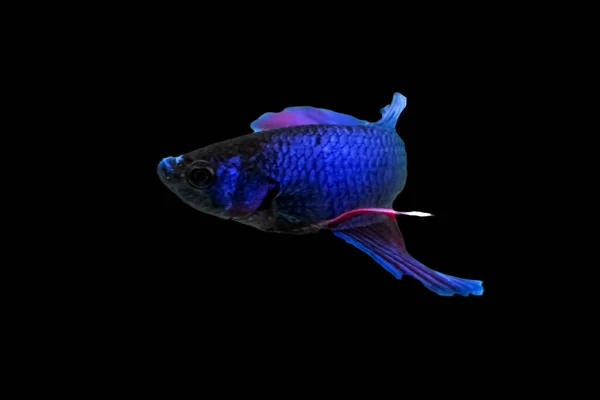 水の動物の概念 Betta魚 青赤紫魚 黒の色の背景に隔離された デザインストックオブジェクト シアメーズファイティングフィッシュ スプレンダー ベッタマンダー ジャイアントベータ カットアウトに適しています — ストック写真