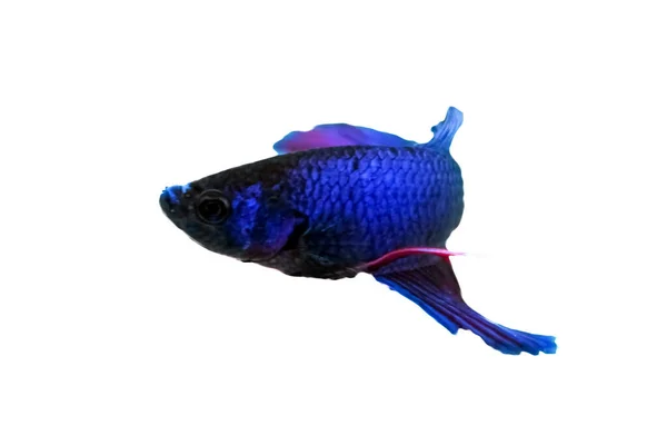 Concepto Animal Acuático Betta Fish Blue Red Purple Fish Aislado — Foto de Stock