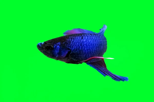 Concepto Animal Acuático Betta Fish Blue Red Purple Fish Aislado —  Fotos de Stock