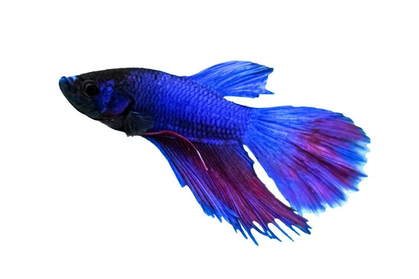 Concepto Animal Acuático Betta Fish Blue Red Purple Fish Aislado — Foto de Stock