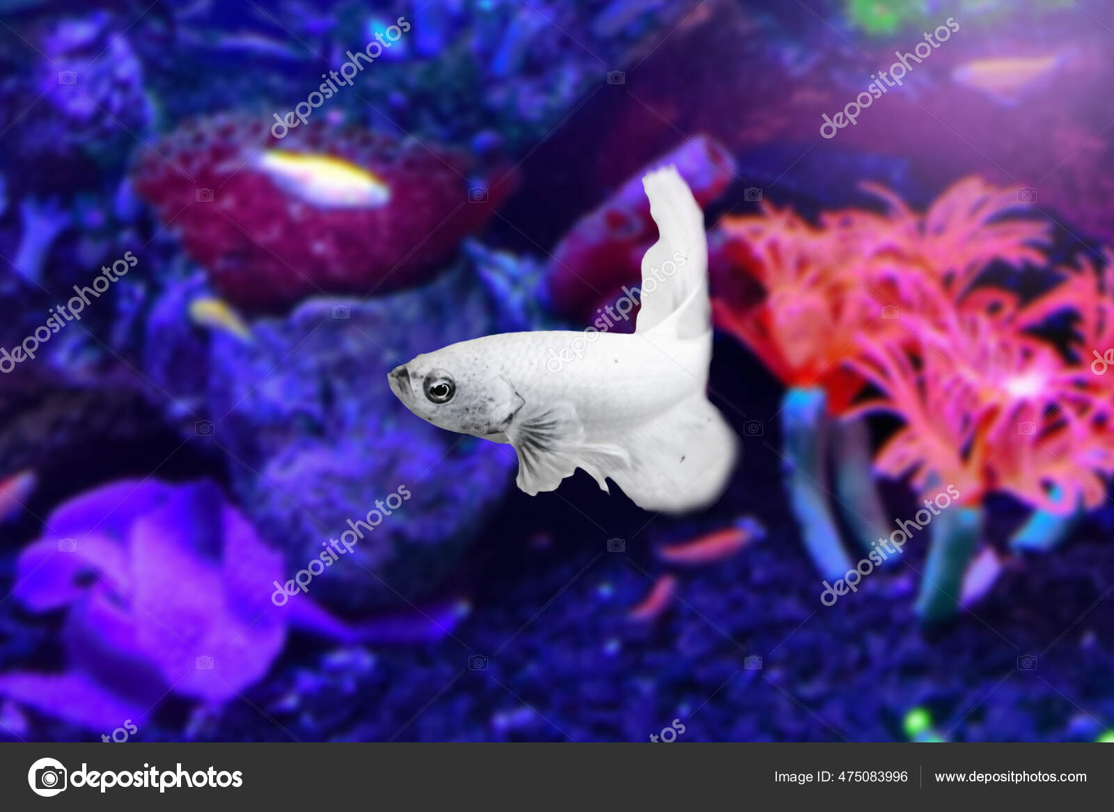 水生动物概念白色贝塔鱼在水族馆的水下背景是植物海洋生物的粉红色和紫色betta Splendens 多色奇幻暹罗格斗鱼 图库照片 C Tedwip