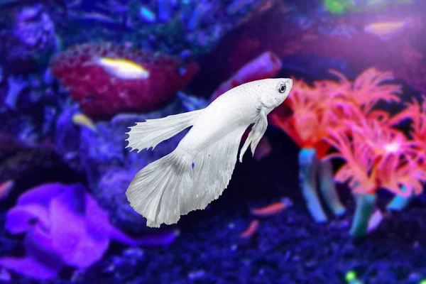 Water Animal Concept Poisson Betta Blanc Sous Marin Dans Aquarium — Photo