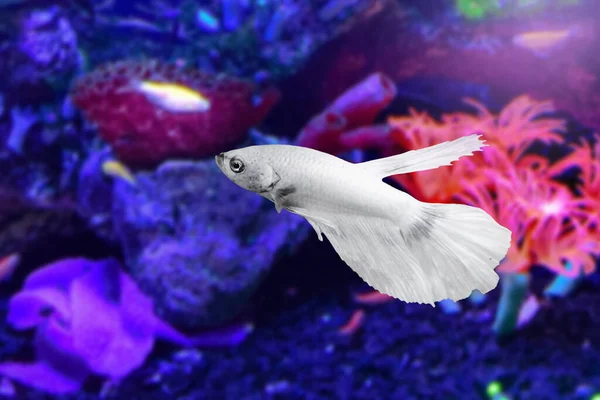 Water Animal Concept White Betta Peces Bajo Agua Acuario Sobre — Foto de Stock