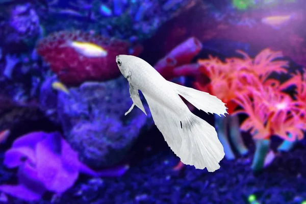 Water Animal Concept Λευκό Ψάρι Betta Κάτω Από Νερό Ένα — Φωτογραφία Αρχείου