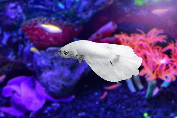 Water Animal Concept White Betta Fish Underwater Aquarium Backdrop Plants — Stock Photo, Image
