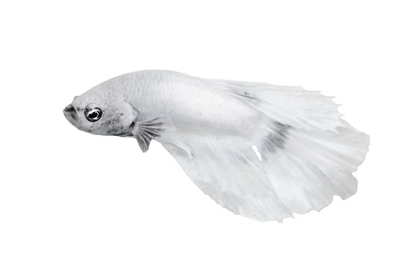 Peixe Betta Branco Isolado Sobre Fundo Cor Branca Adequado Para — Fotografia de Stock