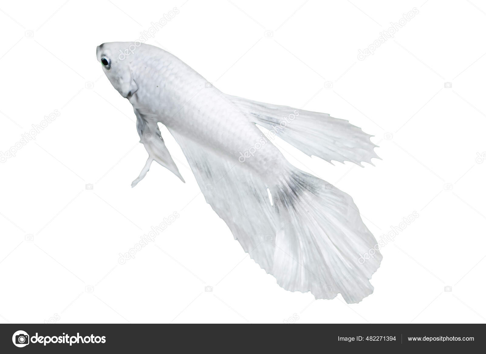 Pesce bianco Foto Stock, Pesce bianco Immagini | Depositphotos