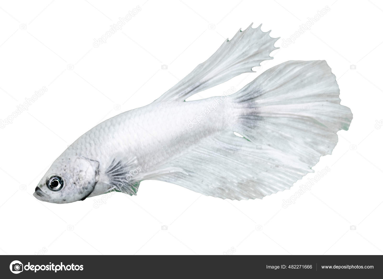 pesci cometa - 6 Pesce bianco Foto Stock, Pesce bianco Immagini | Depositphotos